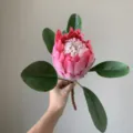 Kunstmatige Koningsprotea Bloem Roze Tropische Bloem Decoratie Interieur Model SKU - Roze (Klein)
