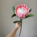 Moderne Noordse stijl kunstmatige koningsprotea bloem, realistische roze tropische plant. - Groot Roze