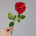 Stelo di fiore di rosa artificiale viola 41cm per decorazioni casa matrimonio variante. - viola-rosso