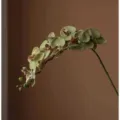 Τεχνητό κλαδί ορχιδέας phalaenopsis σε ωραίο πράσινο χρώμα για διακόσμηση σπιτιού - Πράσινο του Γρασιδιού