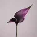 Fausse fleur de lys calla double artificielle violette pour décoration maison accessoire photo - Violet foncé