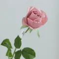 Artificial simulation rose flower, elegant dusty pink single stem variant for home and wedding. - Late Autumn Pink