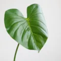 Artificial philodendron anthurium leaf green plant decor for home hotel styling 75cm - Green