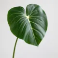 Artificial green monstera anthurium leaf for home decor wall plant landscaping 75cm long - Dark Green with White Veins