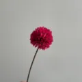 Artificial pink pompon chrysanthemum flower for home decor photography prop ornament. - Fuschia
