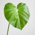 Artificial Philodendron Leaf Green Plant Home Decor Single Stem 75cm Long Variant - Unakite