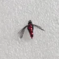 Artificial fly fishing lure with red segmented body and black feather insect hook bait. - Red