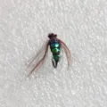 Bionic fly fishing hook with iridescent body and brown feathers for micro fishing. - Green