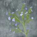 Flor silvestre azul artificial de tallo largo para decoración del hogar y arreglos - Azul