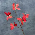 Red artificial butterfly branch decor, realistic simulation flower prop for home decoration. - 5 Large Heads 8