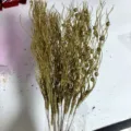 Gold glitter curly twigs branches for Christmas party wedding home decor 16pcs pack detail - 16 Branches Pack / Gold