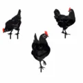 Acrylic chicken yard art stake size chart showing dimensions for models A, B and C clearly. - ABC Combination Style