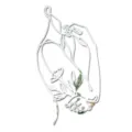 Close-up detail of acrylic mirror wall sticker, abstract female body line art for decor. - S / Silver