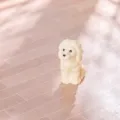 Simpatica simulazione cucciolo cane statuetta micro paesaggio fai da te decorazione - Levriero Afgano