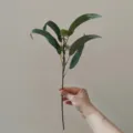 Detailed view of artificial eucalyptus branch with leaves and berries, perfect for home decor. - Green