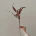 Artificial eucalyptus branch with leaves and berries, autumn color faux plant for home decor. - Deep purple