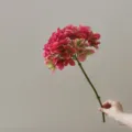 Primo piano di ortensia artificiale rosa, stelo singolo per decorazione d'interni. - Rosso rosa