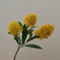 Artificial skimmia flower detail shot, 3 yellow flower heads with green leaves for decor. - Golden
