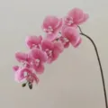 Artificial Phalaenopsis orchid pink flower branch for home decor and wedding arrangement. - Rose Red