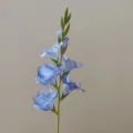 Close up detail of artificial blue gladiolus flower stem, showing delicate petal texture. - Blue