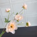Finto fiore di anemone in seta, elegante decorazione floreale rosa per casa e nozze. - Champagne Autunnale