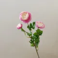 Close-up of 3-head artificial pink ranunculus flower, delicate silk petals and realistic green leaves. - Light Rose Red