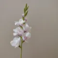 Detail shot of a single stem artificial gladiolus flower with white and purple petals. - Light Taro Purple