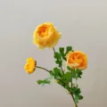 Close-up detail of artificial yellow ranunculus flower with green leaves and realistic stem texture. - Gold Yellow