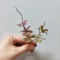 Small leaf PVC plant 5-petal artificial flower DIY handmade corsage hat decorative accessory - Tan