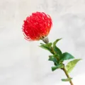 Single stem flocked pincushion protea artificial flower for home decor photography backdrop. - Red