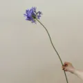 Artificial agapanthus flower stem purple silk floral for home decor photography props - Purple