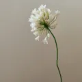 Detail shot of artificial white agapanthus flower stem, clean background for decor. - Off White