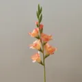 Single stem artificial gladiolus flower peach color fake floral home decor photography prop. - Coral Pink