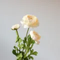 3-Head Artificial Ranunculus Silk Flower Creamy White Decorative Fake Flower Props - Beige