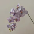 Lifelike artificial Phalaenopsis orchid single branch flower for elegant home decor design - Violet Blue