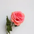 Primo piano di una grande rosa artificiale in seta con una texture di petali realistica e foglie verdi. - rosa scuro