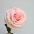 Vista dettagliata di grande rosa artificiale in seta rosa, ideale per decorazione casa. - Rosa chiaro