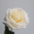 Detailed close-up of single large artificial silk rose flower, elegant cream home decor. - Off White