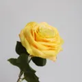 Close-up detail of large yellow artificial rose flower with realistic silk petals and leaves. - Yellow