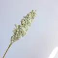 Artificial vanilla spike foam flower branch for home decoration and photography props. - Green