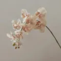 High Quality 9-Head Touch Phalaenopsis Artificial Flower 3D Oatmeal Ink Grey Decor - Light Coffee