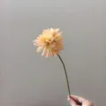 Close-up detail of artificial dahlia flower single stem vintage gradient peach silk flower - Champagne