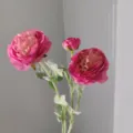 Primo piano di ranuncoli artificiali a 3 teste in velluto, fiore di seta rosa vivido. - viola-rosso