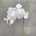 Detailed close-up of artificial white phalaenopsis orchid branch with realistic flower texture. - White