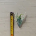 Artificial green PVC leaf for DIY craft floral arrangement corsage hat decor detail view - 1# Flocked Multi-Branch Water Grass