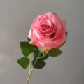 Single branch large pink artificial rose silk flower for home decoration and party display. - Peach Pink