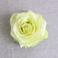 Testa di rosa francese in seta artificiale giallo chiaro fiore singolo per decoro supporto foto - Verde chiaro