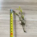 Green PVC artificial leaf branch for DIY handmade corsage wrist flower hat decor detail view - 2-Prong Autumn Color Water Bamboo Leaf