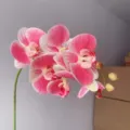 6-head real touch phalaenopsis artificial orchid flower for home decor and wedding arrangement. - Pink
