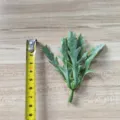Close-up detail of artificial green PVC leaf for DIY craft, corsage, and floral arrangement. - Pincushion Leaf Green